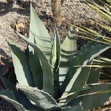 Agave shrevei magna ©J-C Fluet 4121.jpg